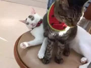 Нахабний кіт-аб’юзер розсмішив глядачів, сівши прямо на свого брата