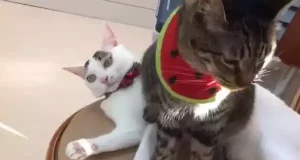 Нахабний кіт-аб’юзер розсмішив глядачів, сівши прямо на свого брата