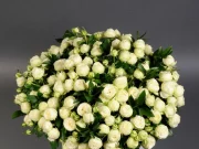 Язык роз: Раскрытие цветочных эмоций