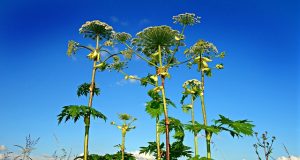 “Найшкідливіший бур’ян у світі”: Чим небезпечний борщівник і як його перемогти