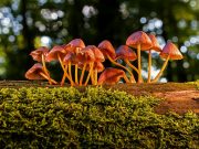 “Поганки на городі”: Шкода чи користь, прибирати чи залишати