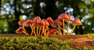 “Поганки на городі”: Шкода чи користь, прибирати чи залишати