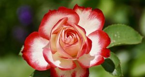 Почорніли стебла троянд після зими: як врятувати кущі