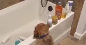 Цей песик-бешкетник розсмішив не лише свого господаря, а й користувачів Мережі