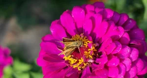 “Цінні поради вирощування прекрасної квітки”: Як і коли саджати розсаду цинії