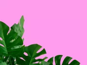 Ці квіти можуть спричинити отруєння і навіть смерть