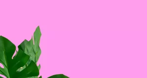 Ці квіти можуть спричинити отруєння і навіть смерть