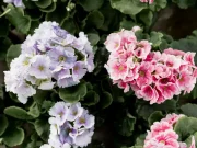 Як виростити пишну гортензію: поради з підживлення