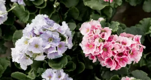 Як виростити пишну гортензію: поради з підживлення