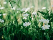 Обираємо трави та кущі для клумби