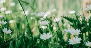 Обираємо трави та кущі для клумби