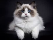 Ручні породи котів: регдол і сфінкс як найкращі компаньйони