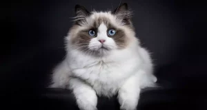 Ручні породи котів: регдол і сфінкс як найкращі компаньйони