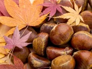 Каштани в домі: народні прикмети та магічні властивості