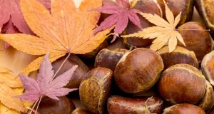 Каштани в домі: народні прикмети та магічні властивості