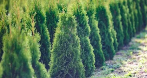 Як захистити тую взимку: поради для дачників