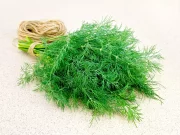 Забобони, пов’язані з кропом: що говорить народна мудрість