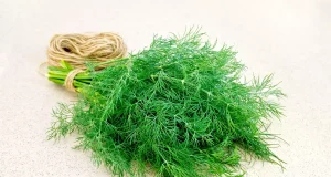 Забобони, пов’язані з кропом: що говорить народна мудрість