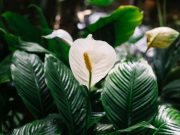 Як змусити спатифілум цвісти: простий і дієвий метод