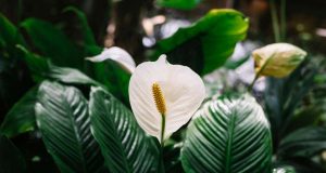Як змусити спатифілум цвісти: простий і дієвий метод