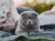 Секретний код прив’язаності британських котів: як вони обирають господаря