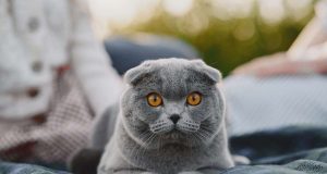 Секретний код прив’язаності британських котів: як вони обирають господаря