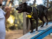 Поради кінологів: чому не варто карати собаку виконанням команд