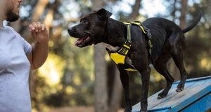 Поради кінологів: чому не варто карати собаку виконанням команд