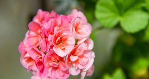 Чому засихають бутони пеларгонії: основні причини та поради