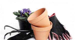 Як правильно вибрати горщик для пересадки кімнатних рослин