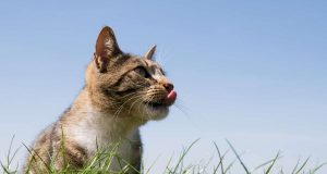 Чому коти їдять траву: розкриваємо всі секрети