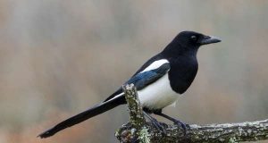 Сорока: що символізує цей птах і які прикмети з нею пов’язані