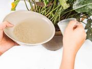 Рисова вода: доступний суперзасіб для розсади