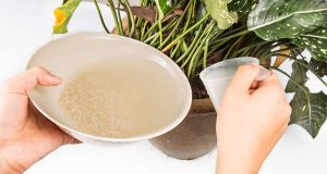 Рисова вода: доступний суперзасіб для розсади