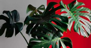 Як правильно доглядати за монстерою: основні правила