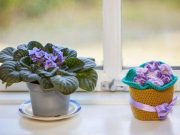 Як доглядати за фіалкою взимку