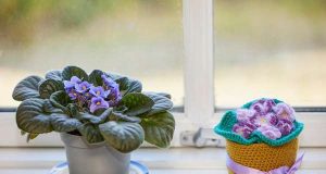 Як доглядати за фіалкою взимку