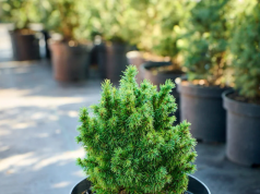 Хвойні рослини, які чудово зимують в Україні