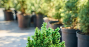 Хвойні рослини, які чудово зимують в Україні