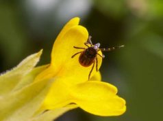 Кліщі — невидомі мисливці: як уберегти себе від небезпечних укусів