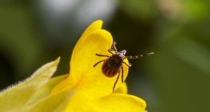 Кліщі — невидомі мисливці: як уберегти себе від небезпечних укусів