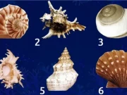 Тест із морськими мушлями: яку історію про вас розповість обрана ракушка Тест із морськими мушлями: яку історію про вас розповість обрана ракушка