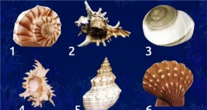 Тест із морськими мушлями: яку історію про вас розповість обрана ракушка Тест із морськими мушлями: яку історію про вас розповість обрана ракушка