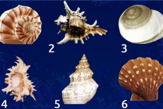 Тест із морськими мушлями: яку історію про вас розповість обрана ракушка Тест із морськими мушлями: яку історію про вас розповість обрана ракушка